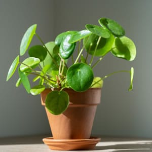 fasttrans advice plants